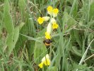Bee on cowslip